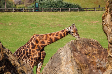 Giraffe (Giraffa camelopardalis) sucks the rock to obtain vitamins and minerals within Cabarceno Natural Park, Cantabria, Spain