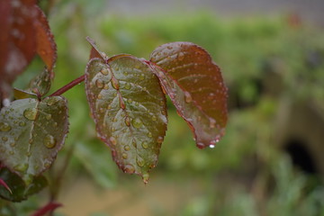 Leave after rain
