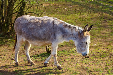 Naklejka na ściany i meble Donkey grazing in a field
