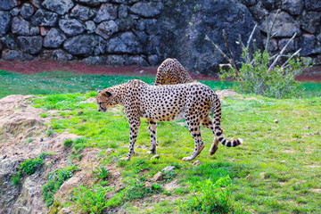 African Cheetah (Acinonyx jubatus) in the grass