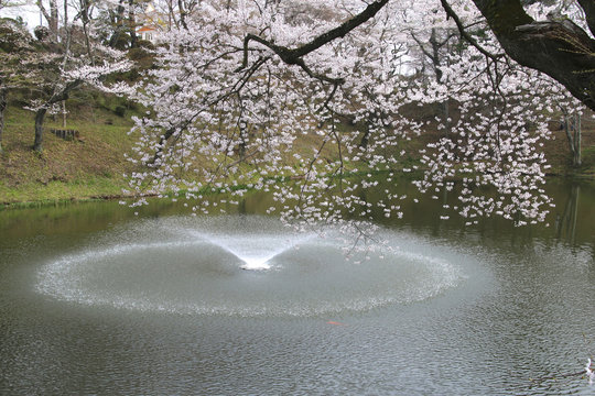 亀ヶ城公園の桜（福島県・棚倉町）