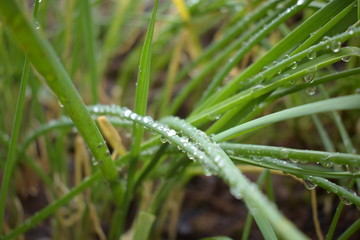 Fototapeta na wymiar Grass in the rain