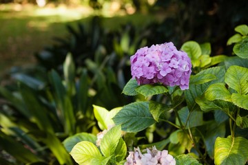 Close-up of fresh purple hydrangeas