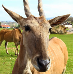 Common eland (Taurotragus oryx), also known as the southern eland or eland antelope