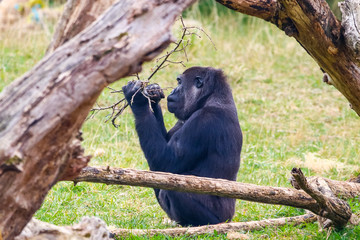 Gorilla in Cabarceno National Park