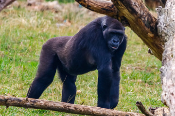 Naklejka premium Gorilla in Cabarceno National Park
