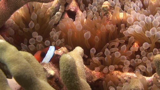 Close up, tiny clownfish emerges from sea anemone