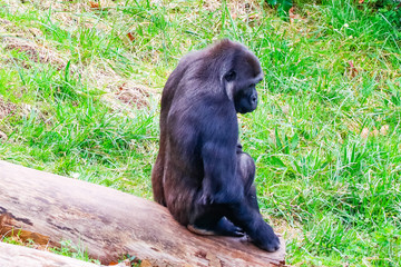 Gorilla in Cabarceno National Park
