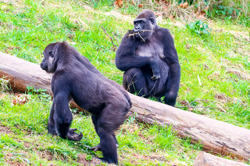 Gorilla in Cabarceno National Park