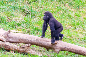 Gorilla in Cabarceno National Park