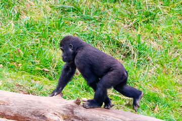 Gorilla in Cabarceno National Park