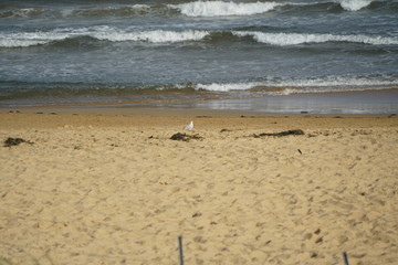 Fototapeta na wymiar Seagull on Umina Beach, NSW Australia 