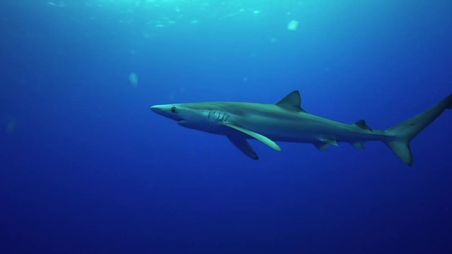 Blue shark swims in Azores
