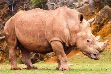 Foto op Plexiglas White rhinoceros or White Rhino, Ceratotherium simum, with big horn in Cabarceno Natural Park © Alfredo