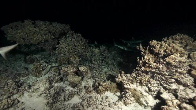 Herd of sharks in reef at night, French Polynesia
