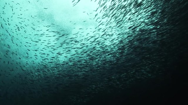 School of anchovies swarm over reef, POV