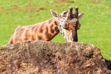 Giraffe (Giraffa camelopardalis) sucks the rock to obtain vitamins and minerals