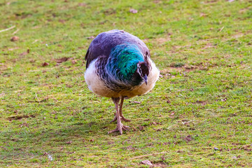 Fototapeta premium Peacock feeding in a meadow