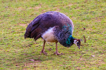 Peacock feeding in a meadow