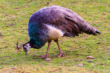 Peacock feeding in a meadow