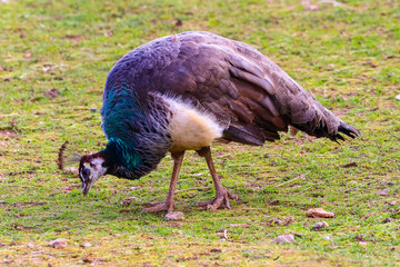 Peacock feeding in a meadow