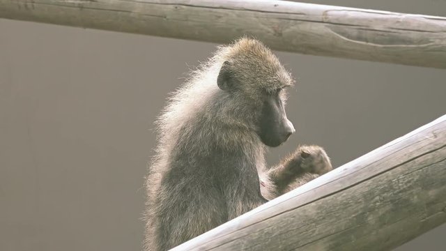 Yellow baboon (Papio cynocephalus) at zoo 