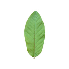 Fresh Guava leaves isolated on white background