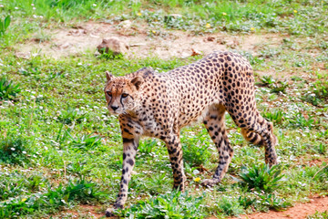 African Cheetah (Acinonyx jubatus) in the grass