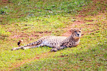 African Cheetah (Acinonyx jubatus) in the grass