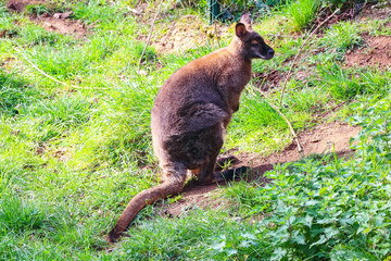 Wallaby, small- or mid-sized macropod found in Australia and New Guinea