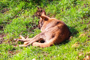 Wallaby, small- or mid-sized macropod found in Australia and New Guinea