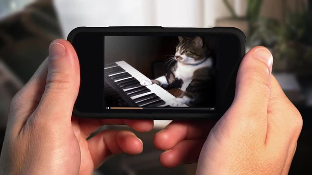 A man holding a smartphone watches a viral video of a funny cat playing a keyboard or electric organ.	 	