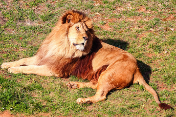 Naklejka premium Majestic male lion (Panthera leo) basking in the sun and 