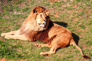 Naklejka premium Majestic male lion (Panthera leo) basking in the sun and 