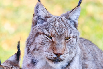 Eurasian lynx or Boreal Lynx  (Lynx lynx),  is a medium-sized cat native to Siberia, Central, East, and Southern Asia, North, Central and Eastern Europe