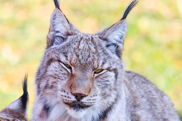 Eurasian lynx or Boreal Lynx  (Lynx lynx),  is a medium-sized cat native to Siberia, Central, East, and Southern Asia, North, Central and Eastern Europe