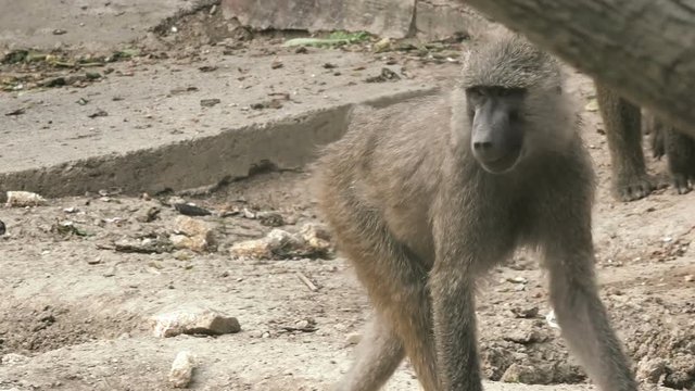 Yellow baboon (Papio cynocephalus) at zoo 