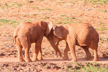 Fototapeta na wymiar African elephants playing to fight in Cabarceno nature reserve