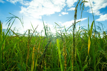 Fototapeta na wymiar Green Rice fields,Beautiful views landscapes in thailand