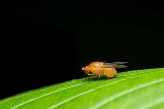Drosophila melanogaster