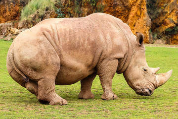 Fototapeta premium White rhinoceros or White Rhino, Ceratotherium simum, with big horn in Cabarceno Natural Park