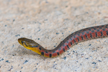 Fototapeta premium Painted keelback snake with colorful body crawling on the ground.