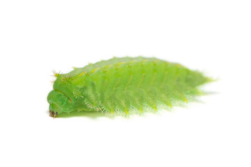 Fototapeta premium Slug moth or Limacodidae caterpillar isolated on white background caterpillar isolated on white background