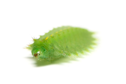 Slug moth or Limacodidae  caterpillar isolated on white background caterpillar isolated on white background