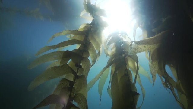 Low angle, large towers of seaweed