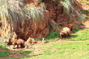 Mother Bear and cubs (Ursus arctos) in north Spain