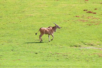 Common eland (Taurotragus oryx), also known as the southern eland or eland antelope