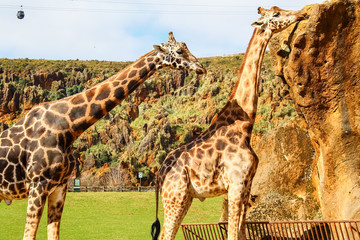 Giraffes (Giraffa camelopardalis) sucks the rock to obtain vitamins and minerals
