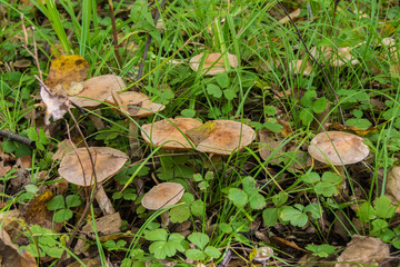 Mushrooms in the forest in autumn