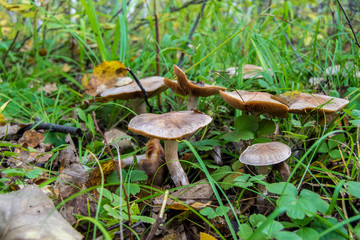 Mushrooms in the forest in autumn